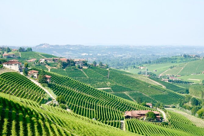 Degustazione di Barolo per Piccoli Gruppi, Alba & Colline Piemontesi UNESCO