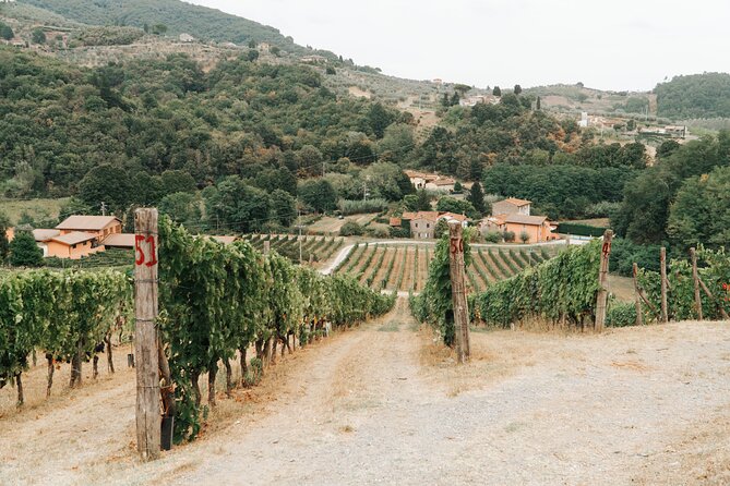 Lucca: Esperienza di degustazione di vini - Azienda vinicola Tenuta Adamo