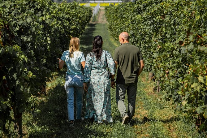 Da Padova: Tour Olio e Vino dei Colli Euganei