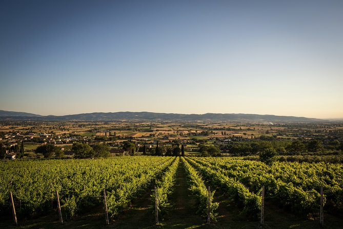 Degustazione all'Aria Aperta di Vini BIO con Vista!