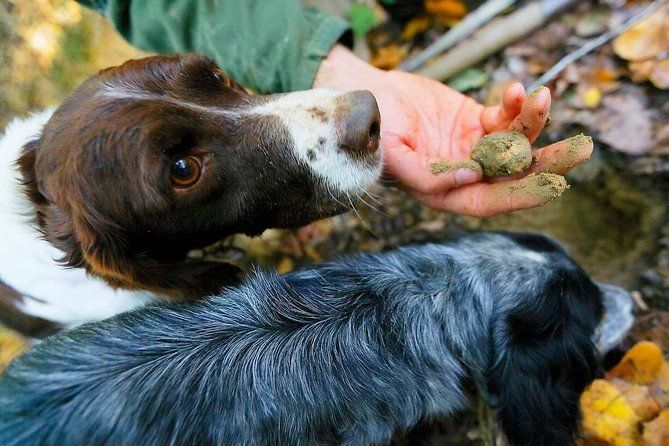 Fortuna e Pazienza: Caccia al Tartufo In Toscana