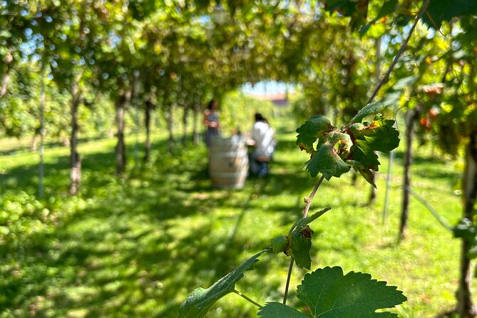 2 Ospiti Tour privato della Strada del Prosecco All Inclusive da Conegliano