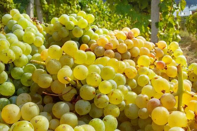 Malvasia Experience: Degustazione di Vini Eoliani a Salina
