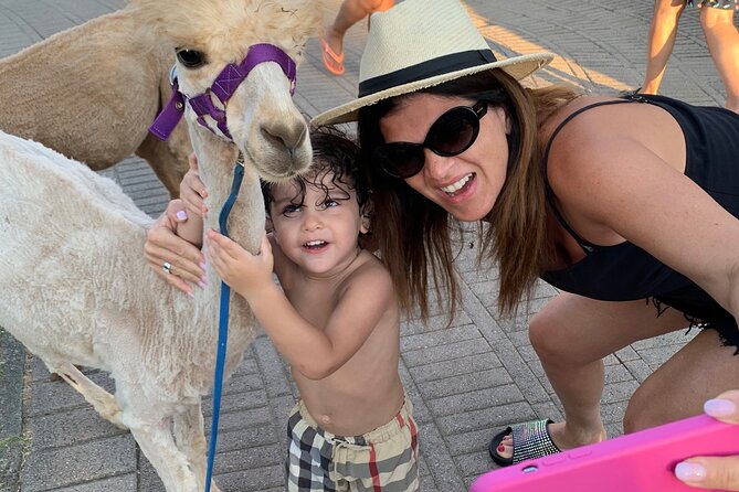 Esperienze sulla spiaggia al tramonto degli alpaca calabresi Pizzo VV AlpacSelfies