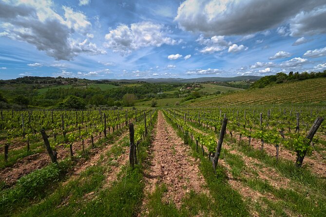 Siena : un tour del vino e un'esperienza di degustazione