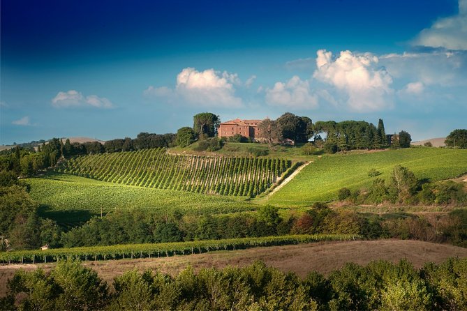 Montalcino: Visita guidata in cantina e degustazione di vini toscani