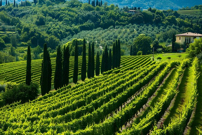 Da Verona: mezza giornata Valpolicella & Amarone Wine Experience