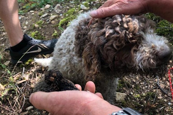 Caccia al Tartufo con Degustazione Vini e Tartufo