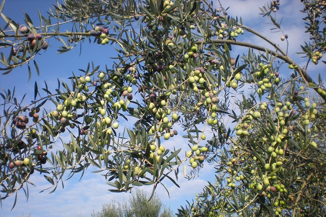 Tour in Fattoria a Sorrento con Degustazione di Olio d'Oliva, Limoncello e Vino