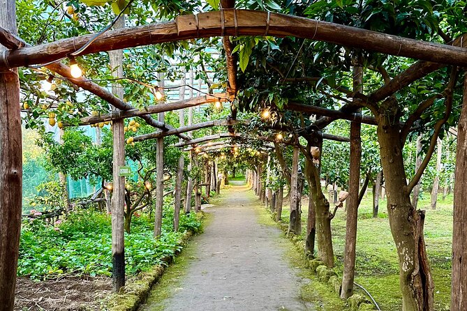 Sorrento Lemon Grove Experience con degustazione di prodotti locali