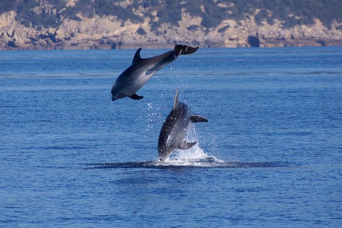Alghero - Avvistamento Delfini (Spring & Autumn Tour)