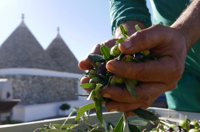 Visita e degustazione del frantoio di Martina Franca