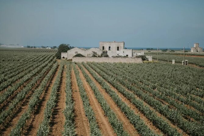 Brindisi Wine Experience: Degustazione e Visita in Cantina